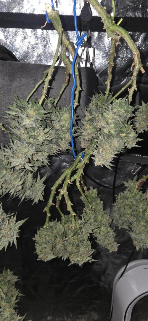 Crystal Candy. Week 14