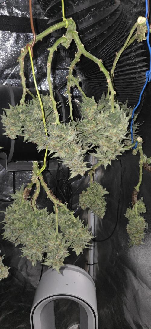 Crystal Candy. Week 14