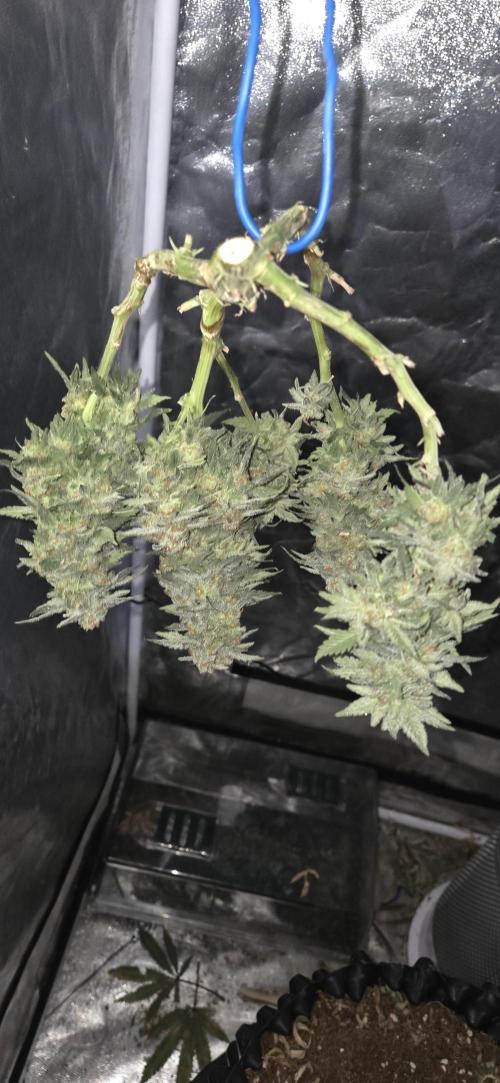 Crystal Candy. Week 14