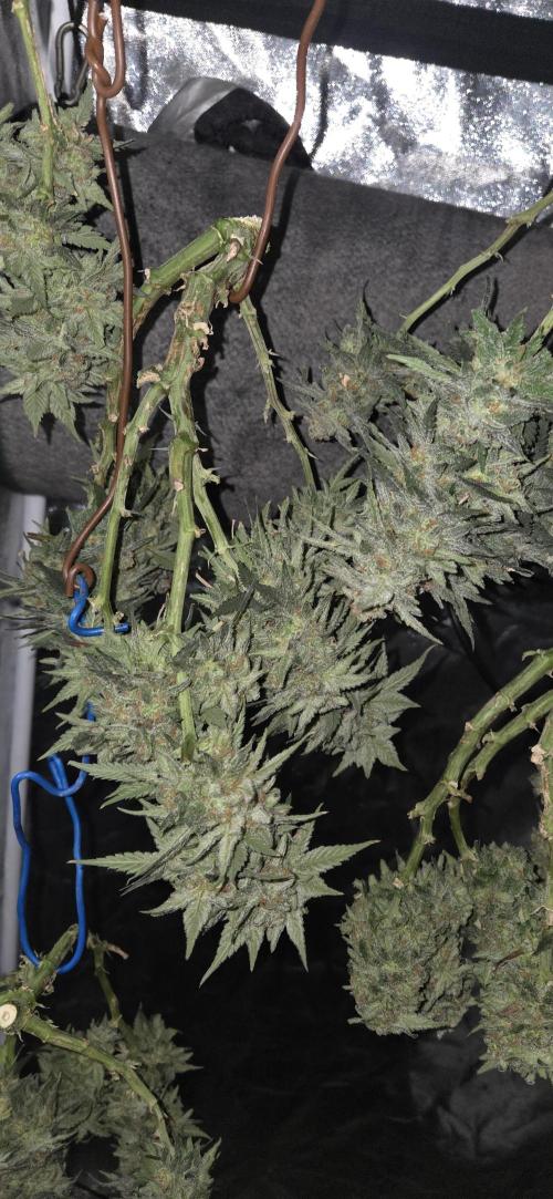 Crystal Candy. Week 14