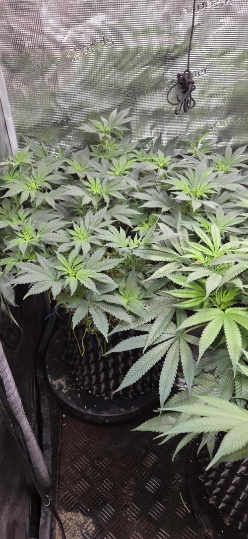 Big Buddha Cheese. Week 13