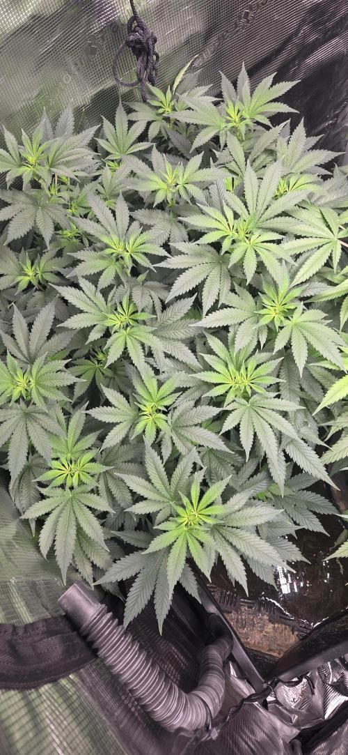 Big Buddha Cheese. Week 13