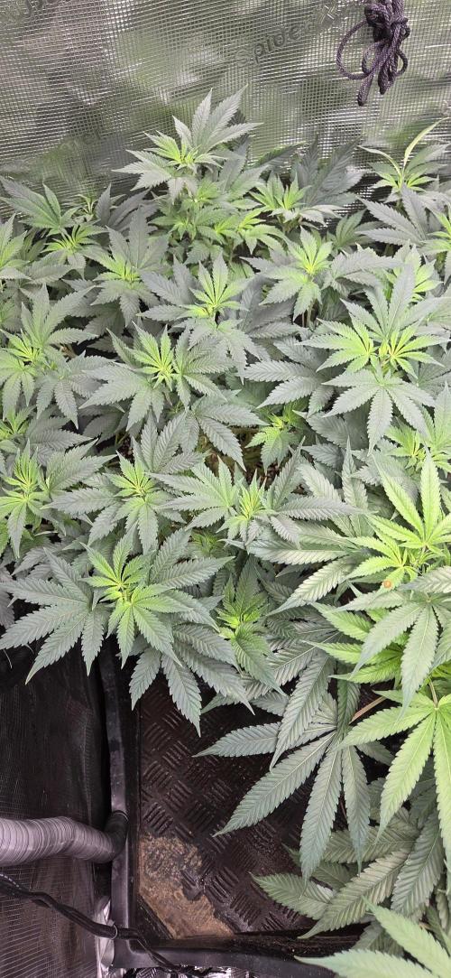Big Buddha Cheese. Week 13