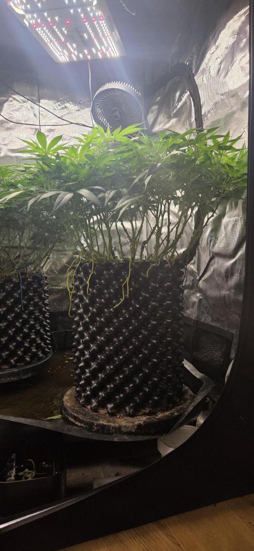 Frozen black cherry. Week 13