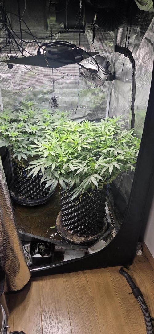 Frozen black cherry. Week 13