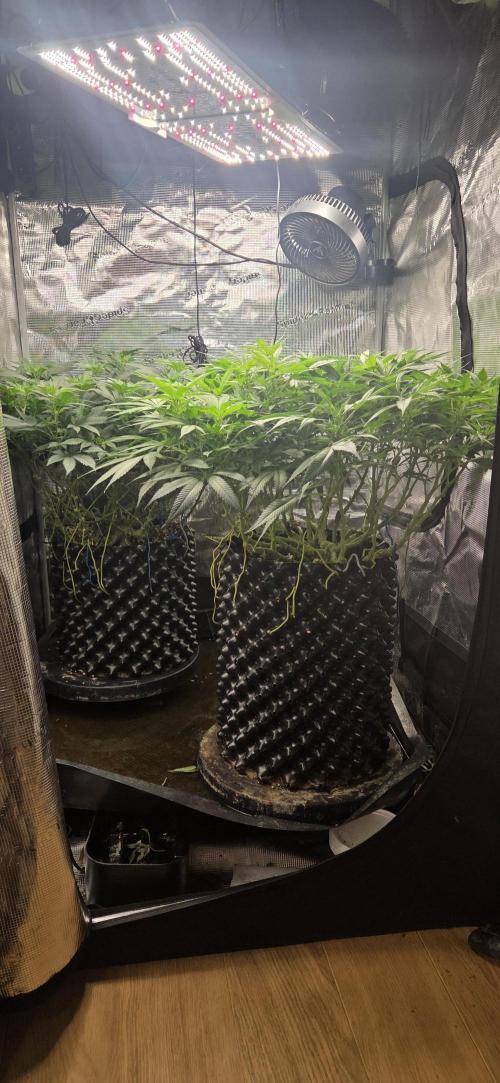 Frozen black cherry. Week 13