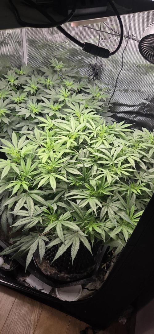 Frozen black cherry. Week 13