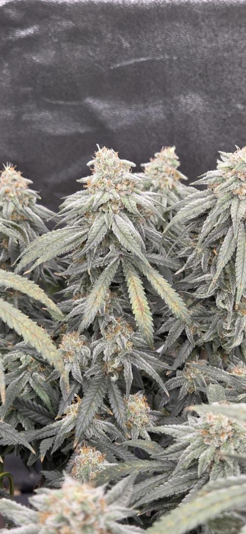 Chocolope. Week 14