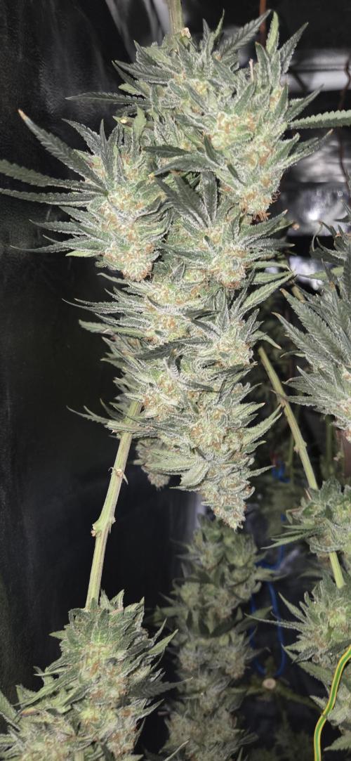 Chocolope. Week 15