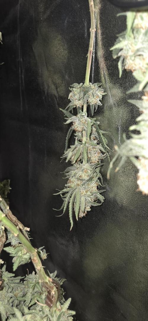 Chocolope. Week 15