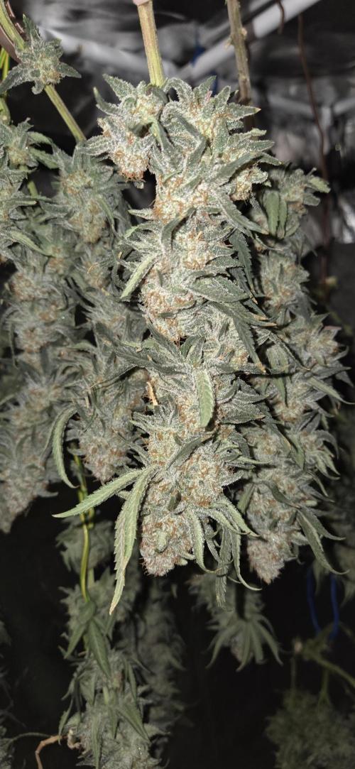 Chocolope. Week 15