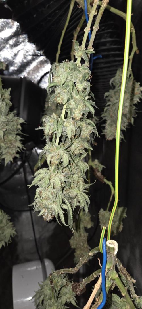Chocolope. Week 15