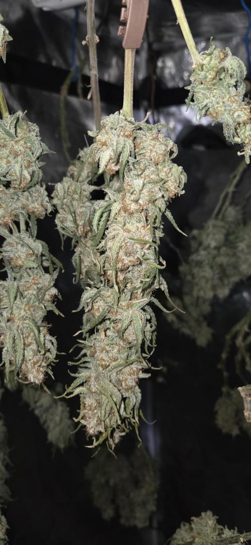 Chocolope. Week 15