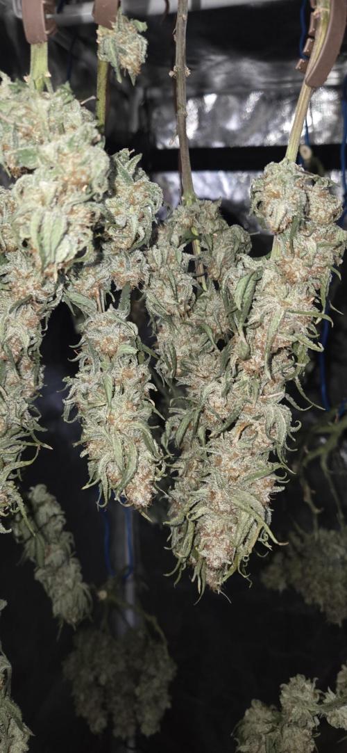 Chocolope. Week 15