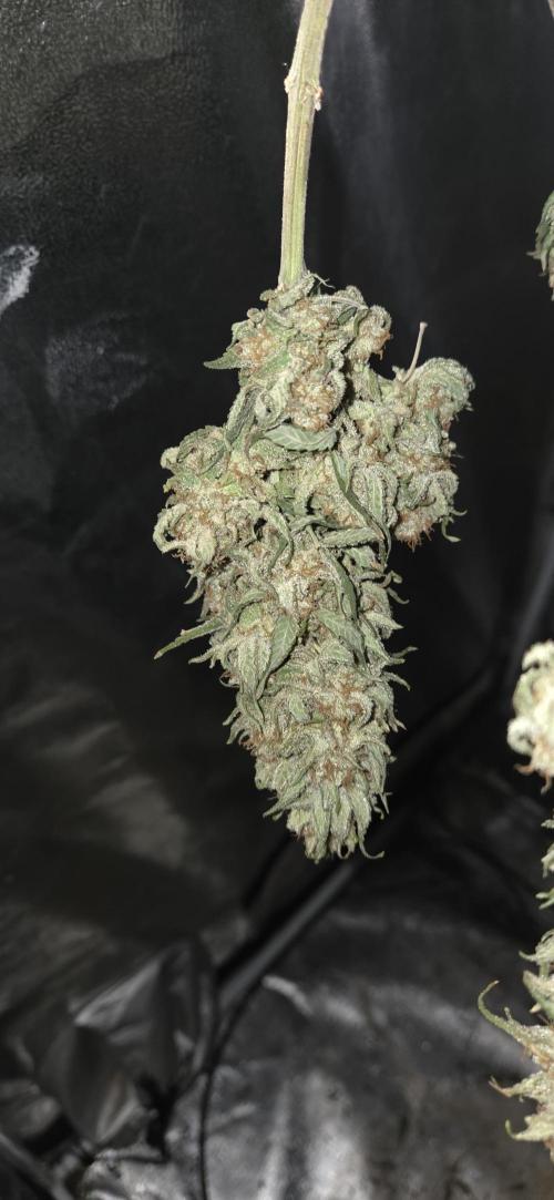 Chocolope. Week 15