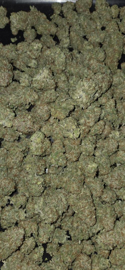 Chocolope. Week 15