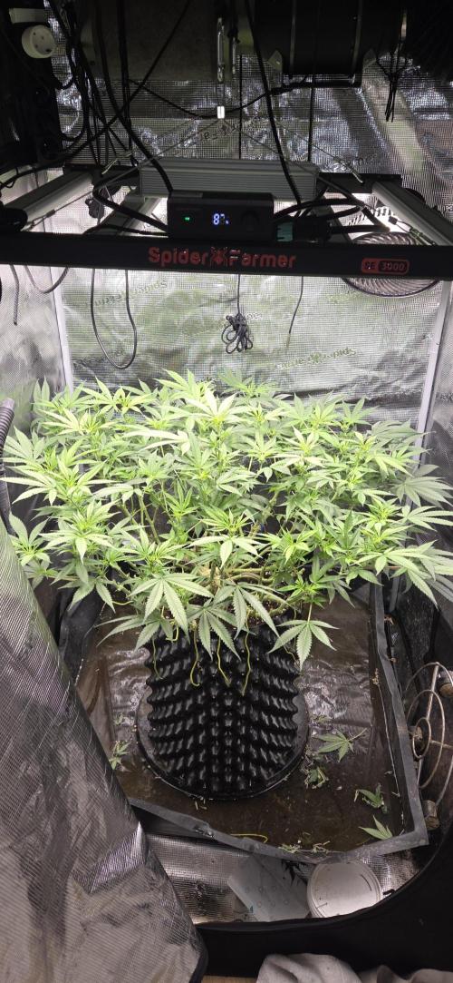 Frozen black cherry. Week 14