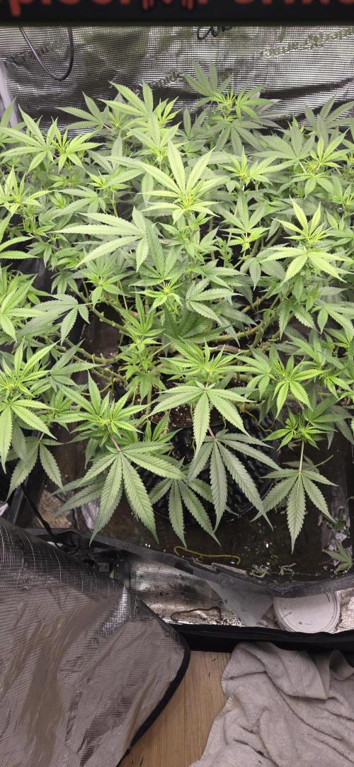 Frozen black cherry. Week 14
