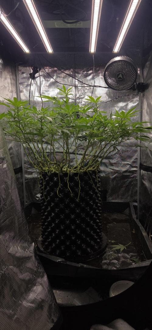 Frozen black cherry. Week 14