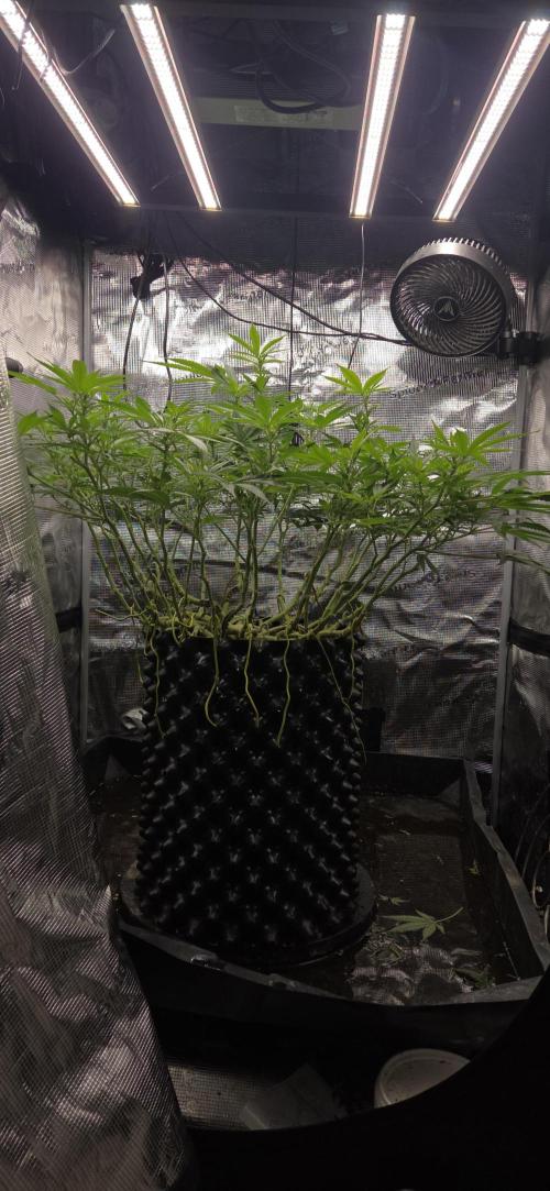 Frozen black cherry. Week 14