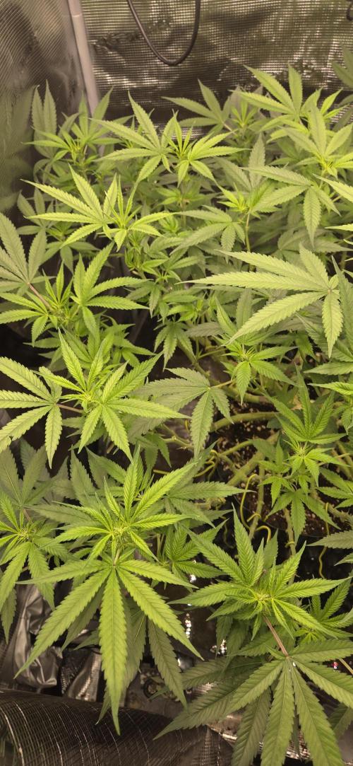 Frozen black cherry. Week 14