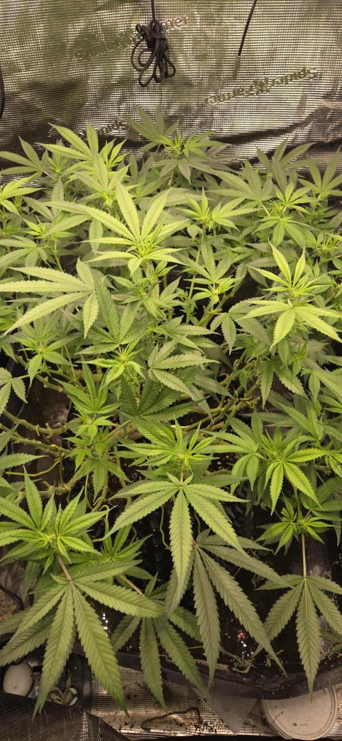 Frozen black cherry. Week 14