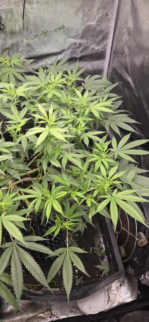 Frozen black cherry. Week 14