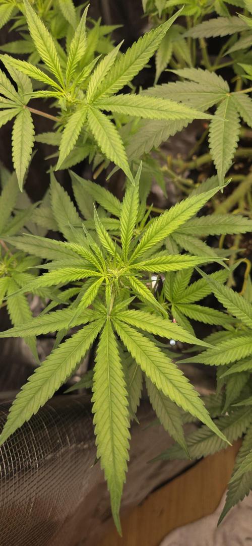 Frozen Black Cherry. Week 14