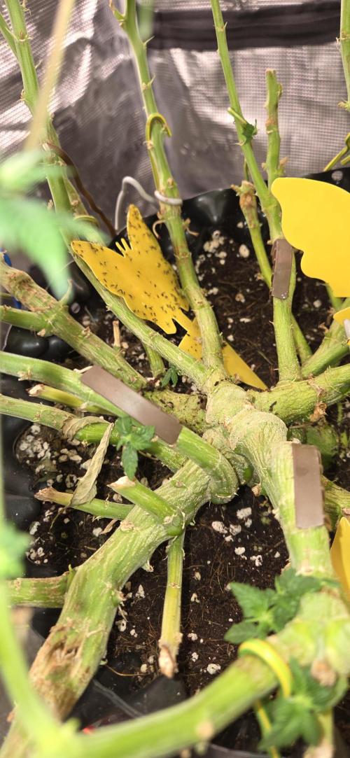 Frozen Black Cherry. Week 14