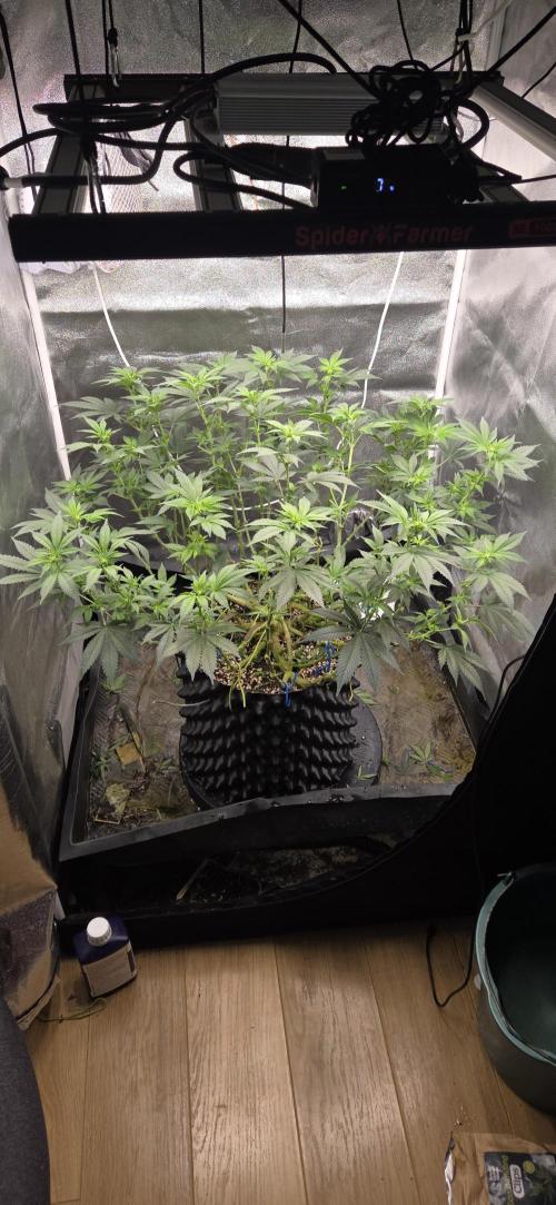 Big Buddha Cheese. Week 14