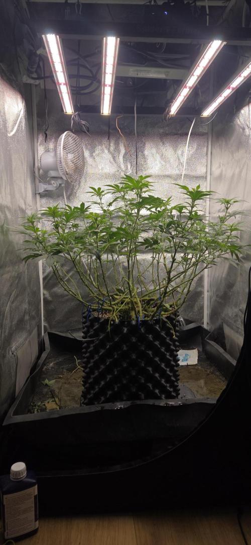 Big Buddha Cheese. Week 14