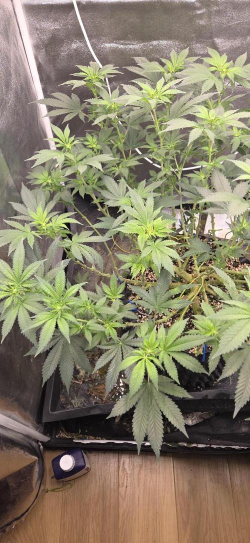 Big Buddha Cheese. Week 14