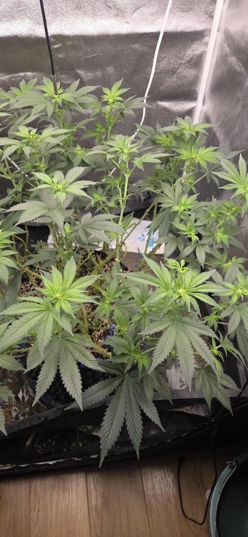 Big Buddha Cheese. Week 14