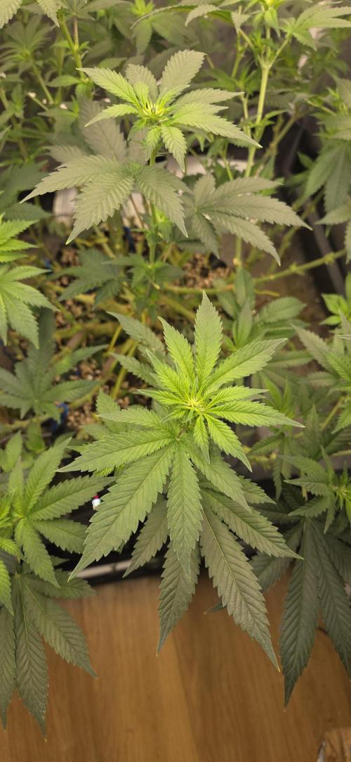 Big Buddha Cheese. Week 14