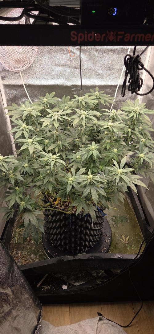 Big Buddha Cheese. Week 15