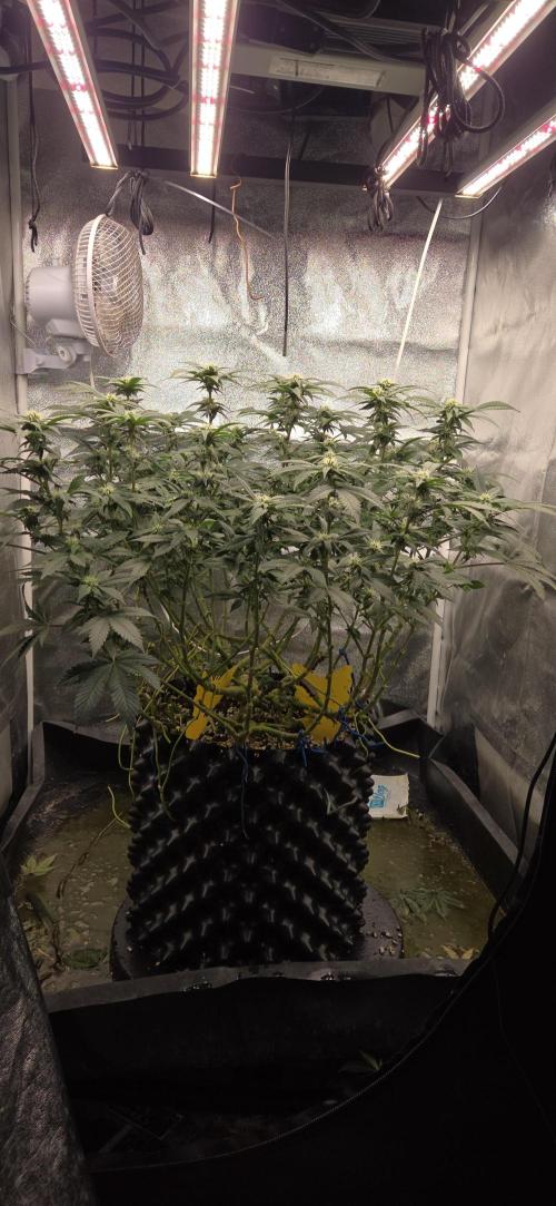 Big Buddha Cheese. Week 15