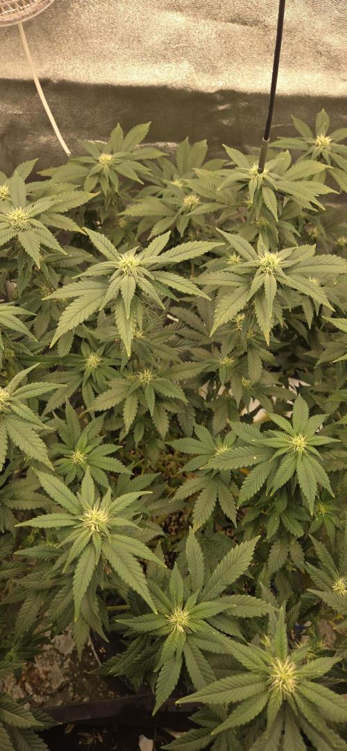 Big Buddha Cheese. Week 15