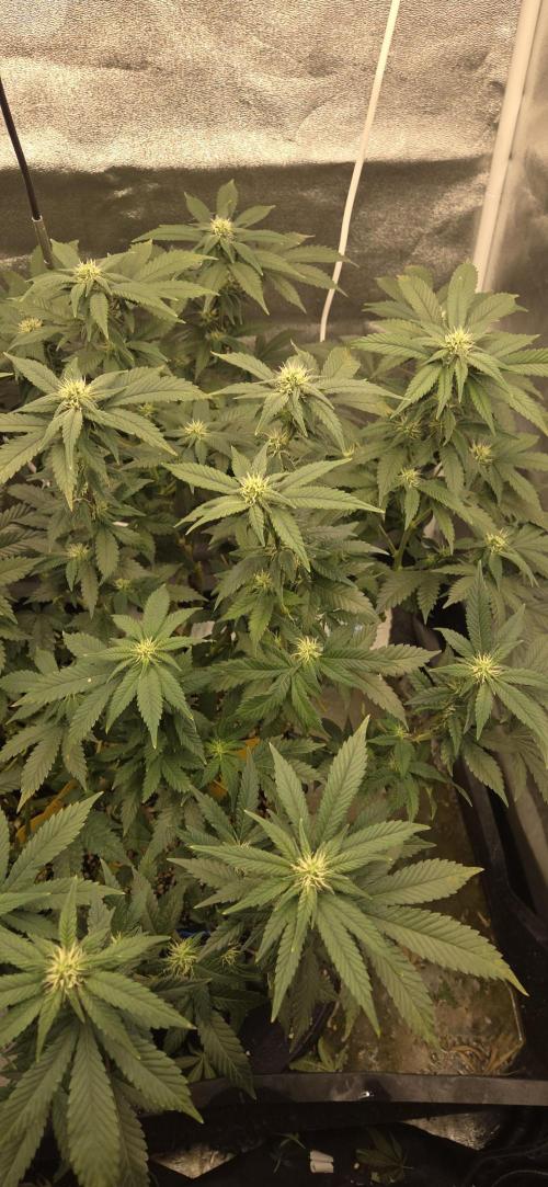 Big Buddha Cheese. Week 15