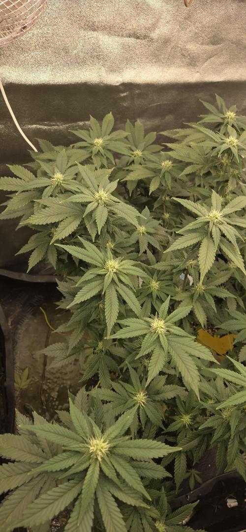 Big Buddha Cheese. Week 15