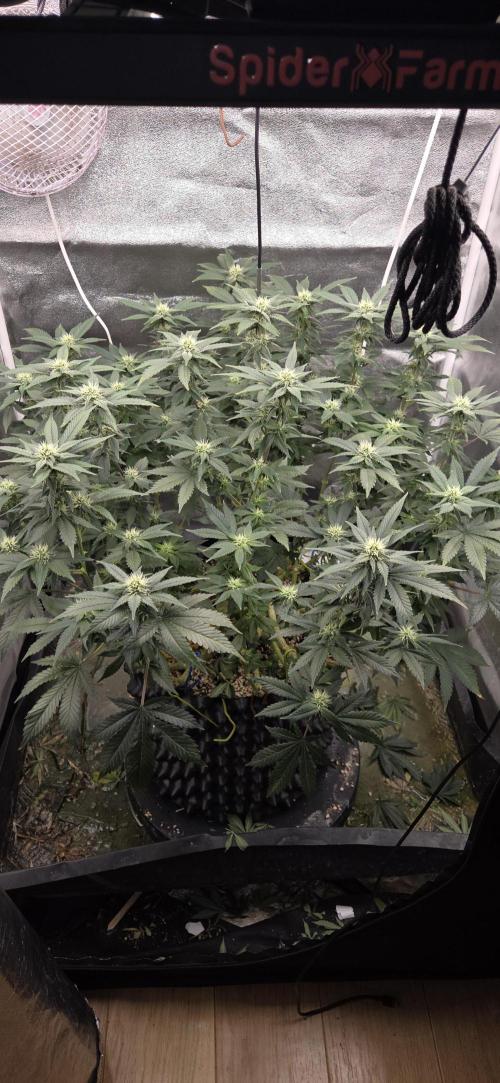 Big Buddha Cheese. Week 15