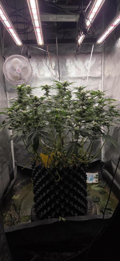 Big Buddha Cheese. Week 15