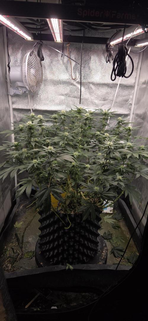 Big Buddha Cheese. Week 15