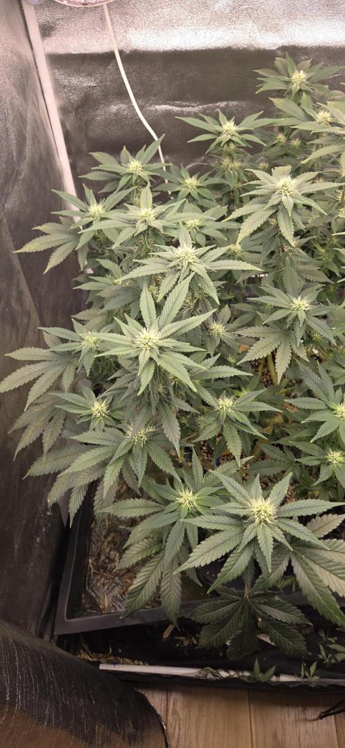 Big Buddha Cheese. Week 15