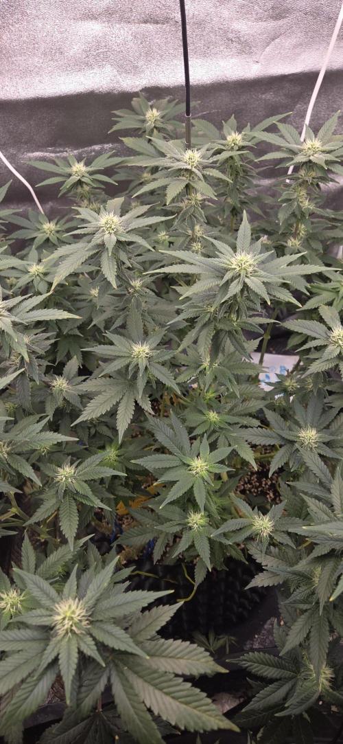 Big Buddha Cheese. Week 15