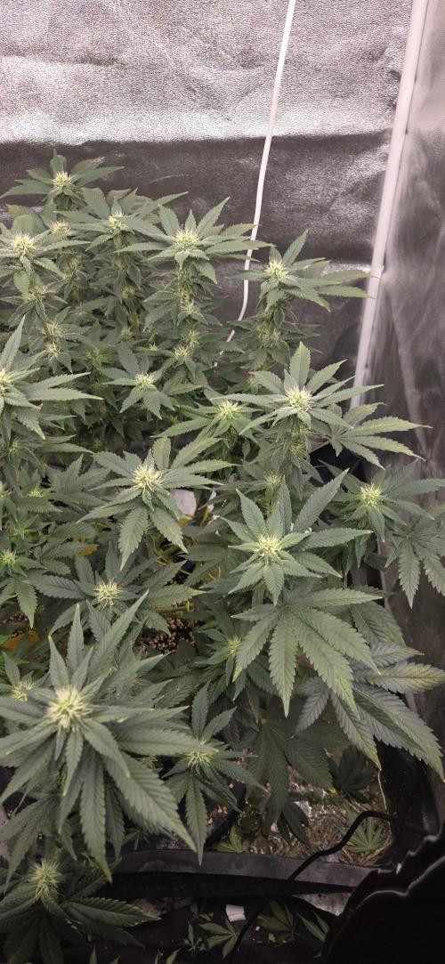 Cheese. Week 15