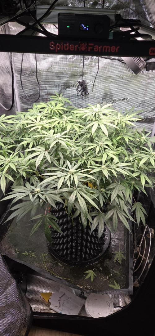 Frozen black cherry. Week 15