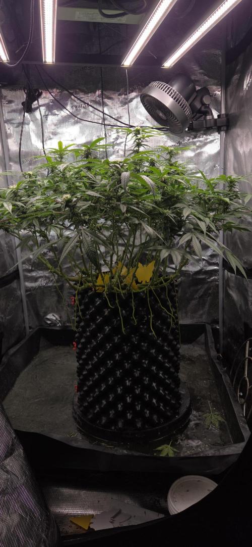 Frozen black cherry. Week 15