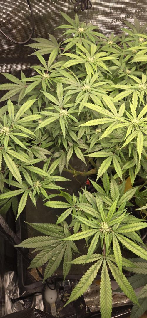 Frozen black cherry. Week 15