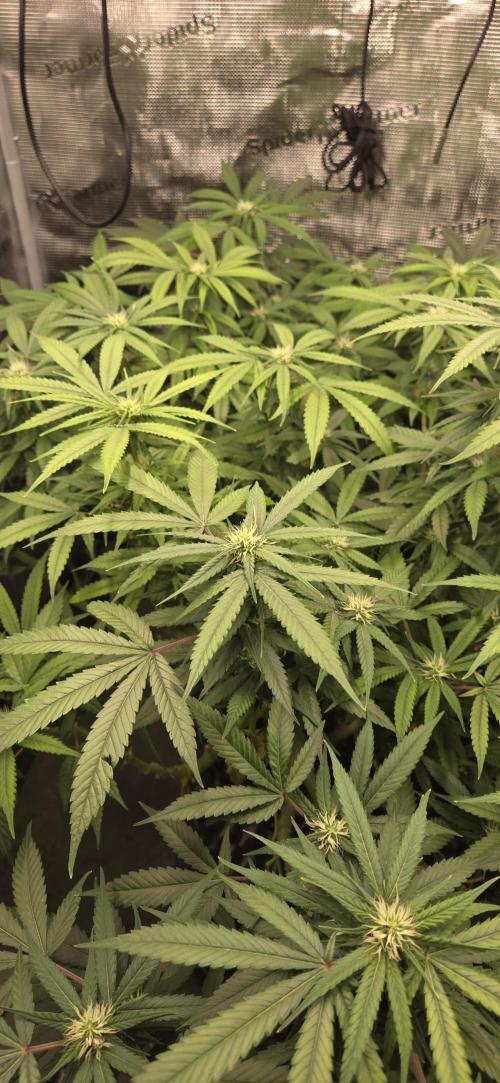 Frozen black cherry. Week 15