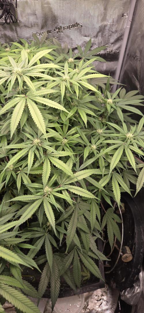 Frozen black cherry. Week 15
